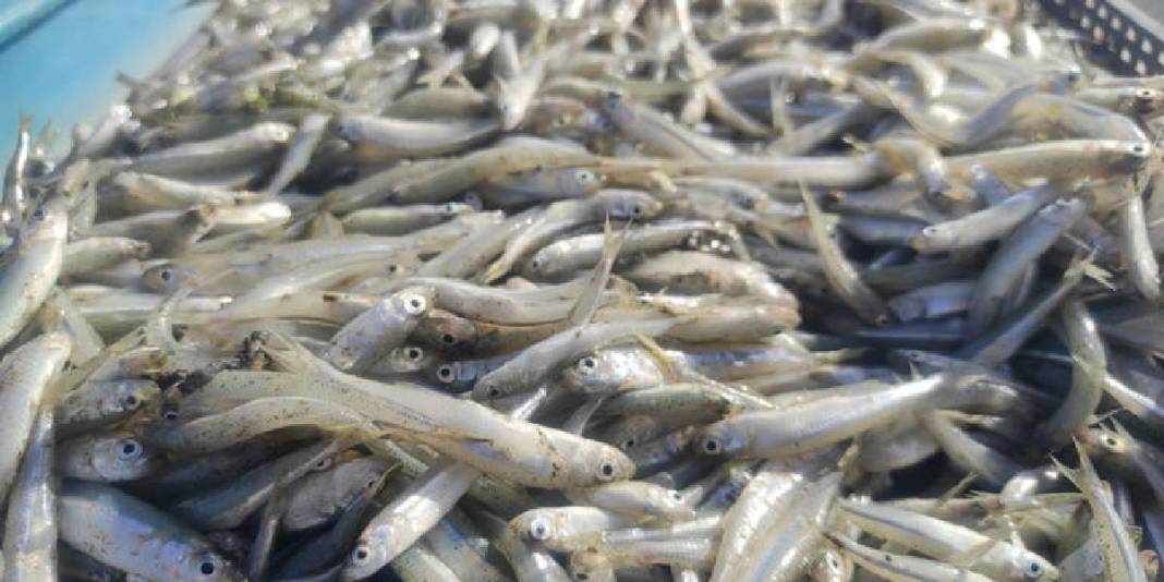 Denizi olmayan bozkırdan Avrupa sofralarına: Çekerek’te ihraç edilen balıklar rekor kırıyor! 4